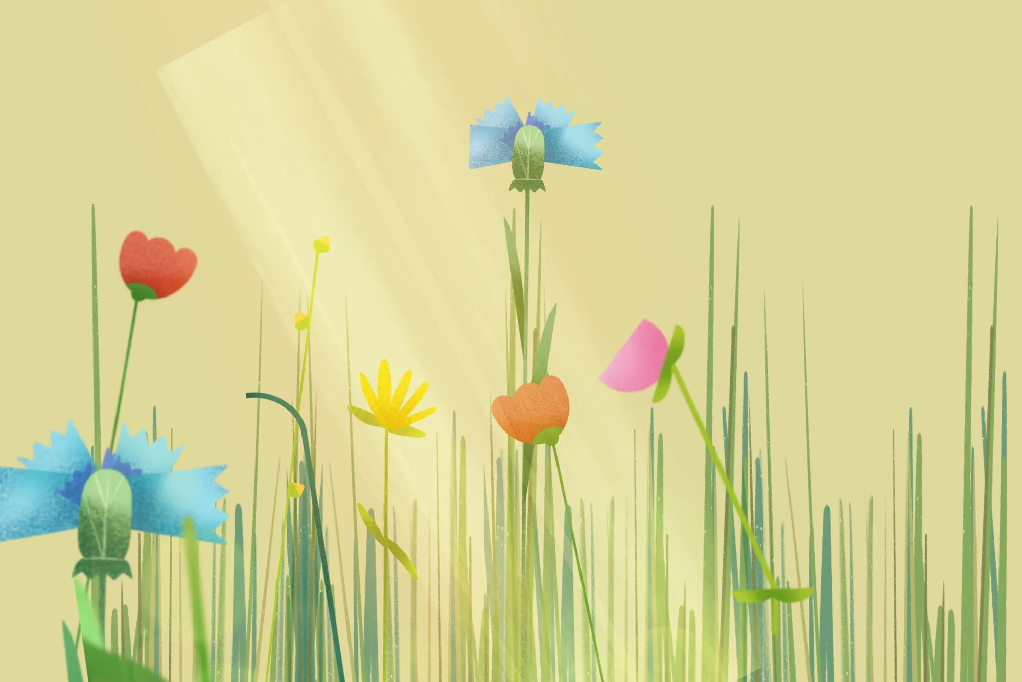 An illustrated meadow with cornflowers and wildflowers, a Watermelon illustration